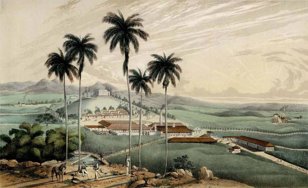 Mar de Fueguitos: Azucre, los esclavos gallegos de Cuba