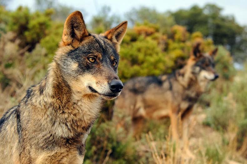 Mar de fueguitos: la  protección  de  los  lobos  en  Europa