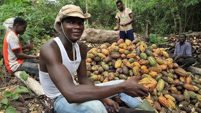 Mar de fueguitos: la enmarañada cadena agroindustrial del cacao